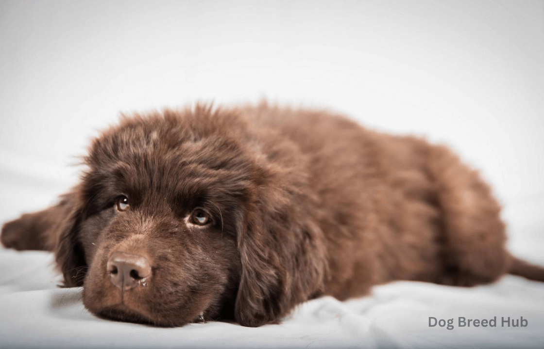 Newfoundland Puppies: The Ultimate Guide for New Owners