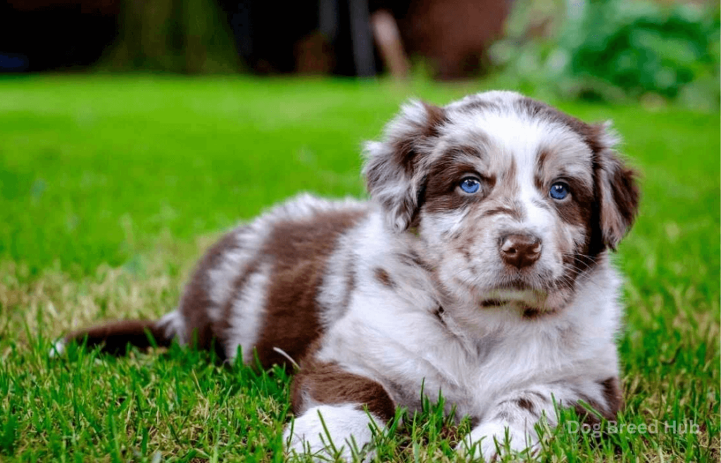 Personality Traits of Australian Shepherds