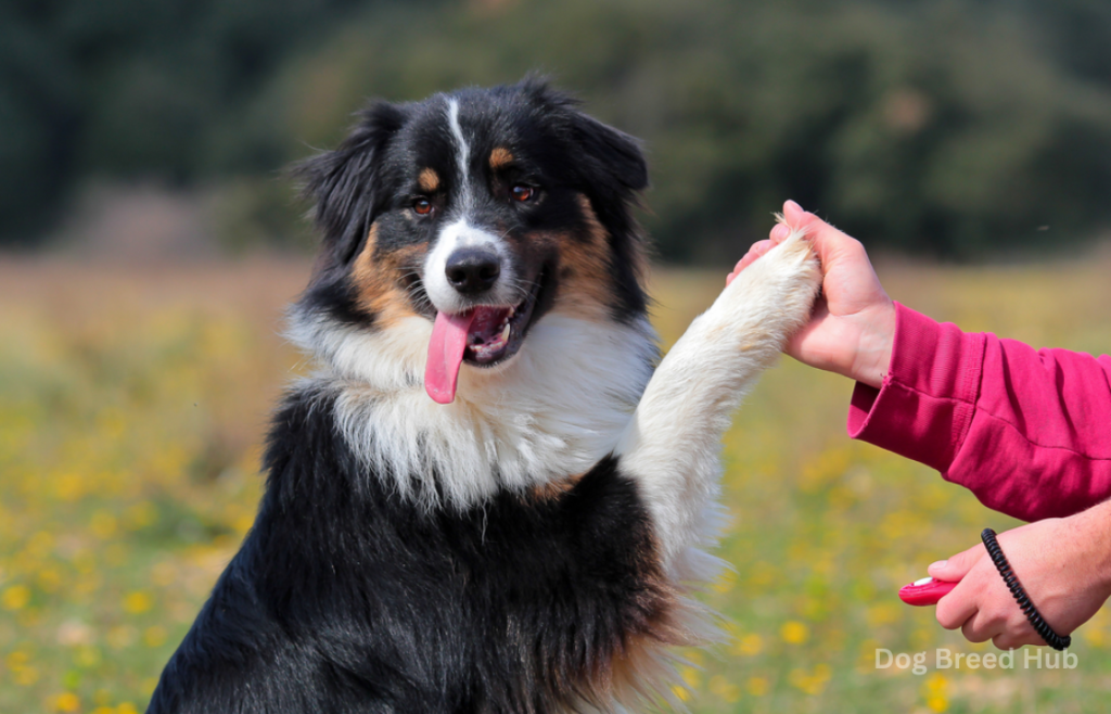 Socialization: Building a Family-Friendly Australian Shepherd