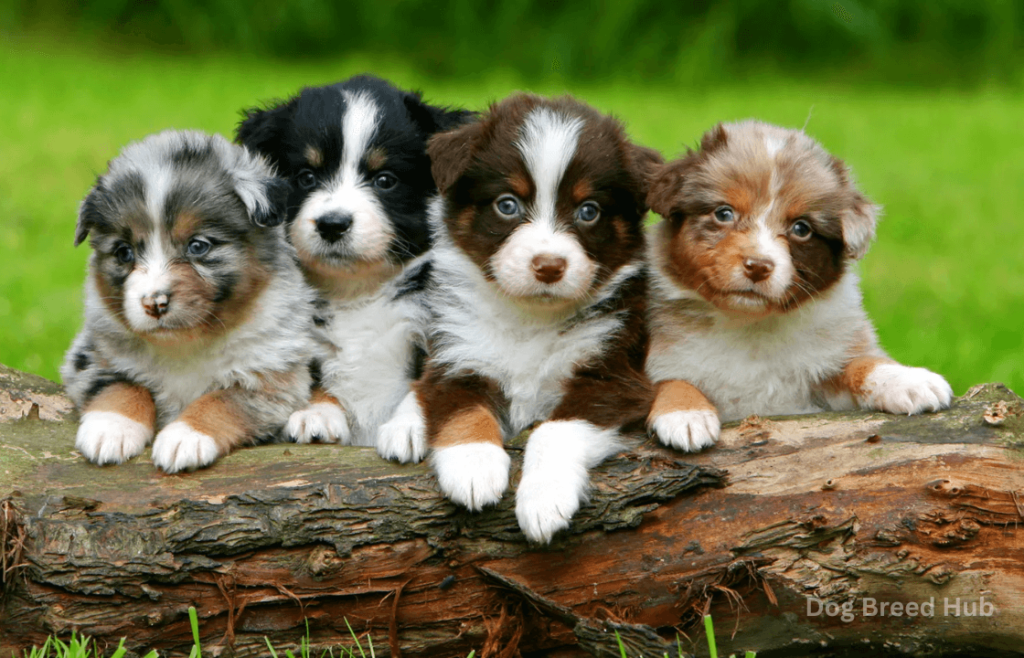 Benefits of Having an Australian Shepherd in the Family