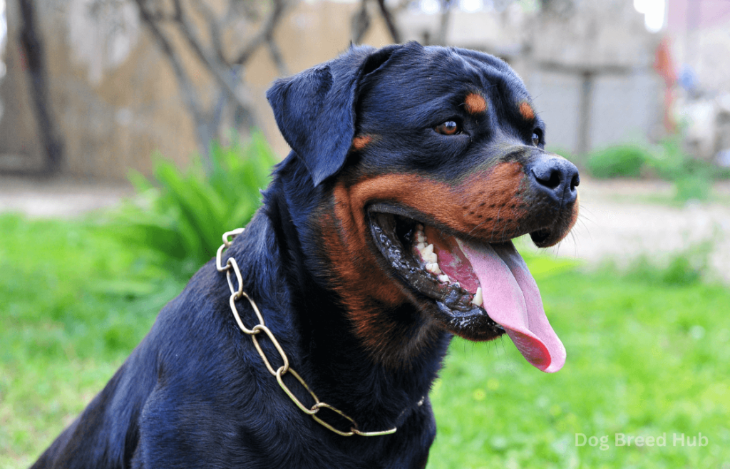 Characteristics of Rottweilers