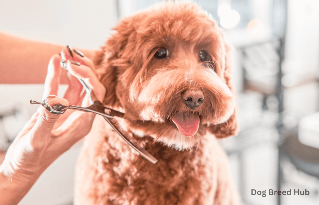 Grooming Tools for Labradoodle Shedding Control