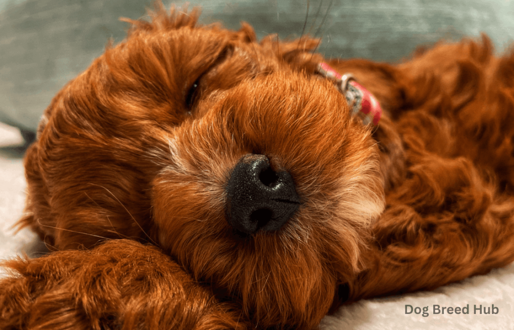 Tips for Reducing Labradoodle Shedding Stress-Free