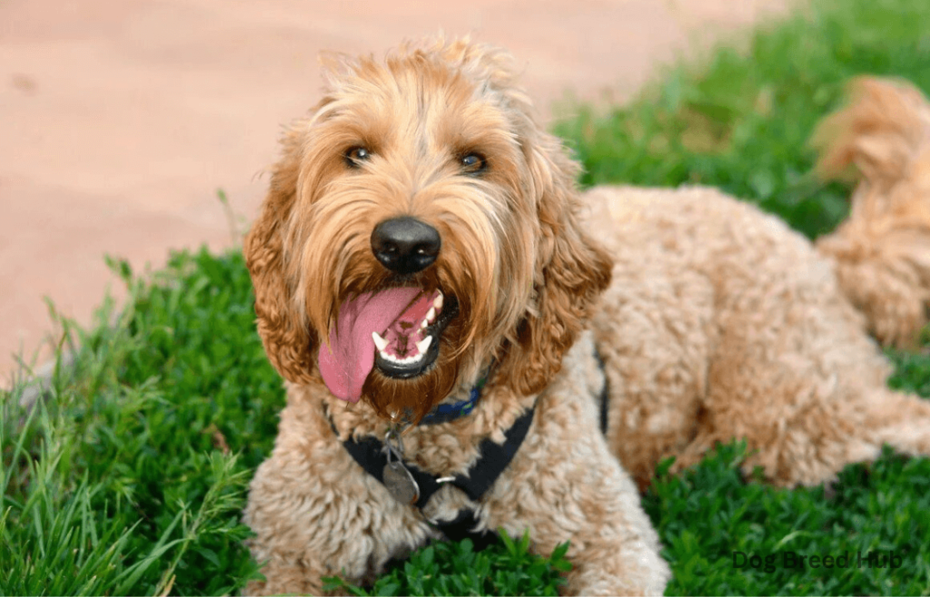 Do Labradoodles Shed Less Than Other Breeds?