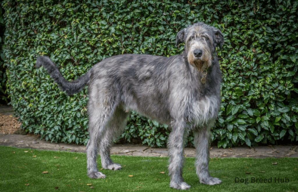 Irish Wolfhound — A Hunter at Heart