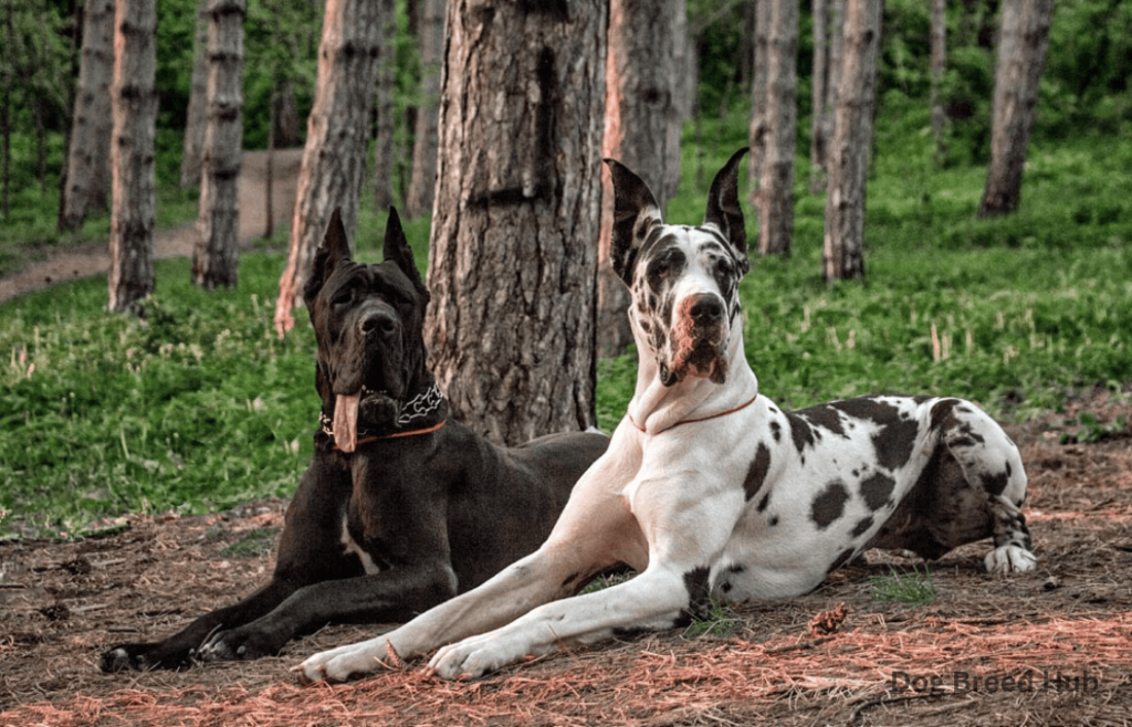 Great Dane