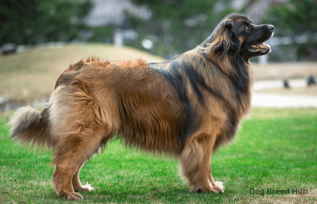 Leonberger — The Regal Family Dog