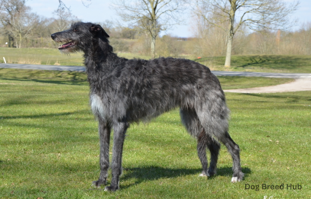 Scottish Deerhound — Graceful and Dignified