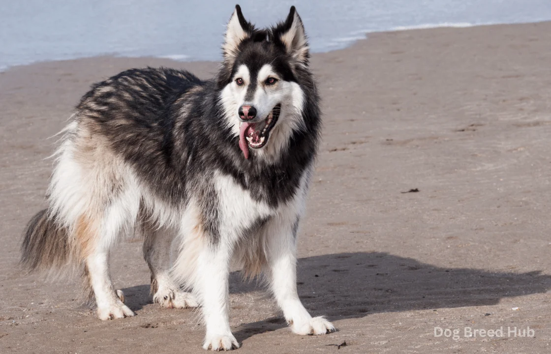 German Shepherd Alaskan Malamute Cross: What to Expect