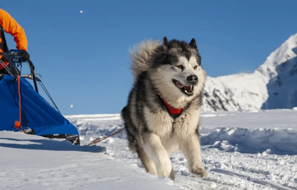 Training the German Shepherd Alaskan Malamute Cross