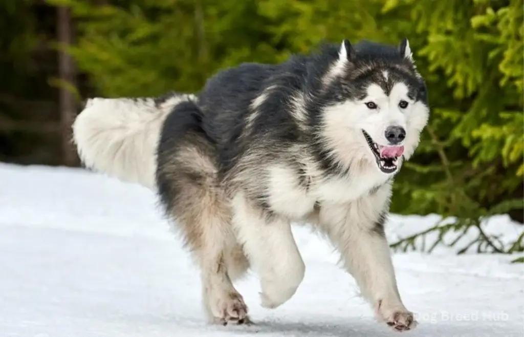 Ideal Home for a Malamute Shepherd