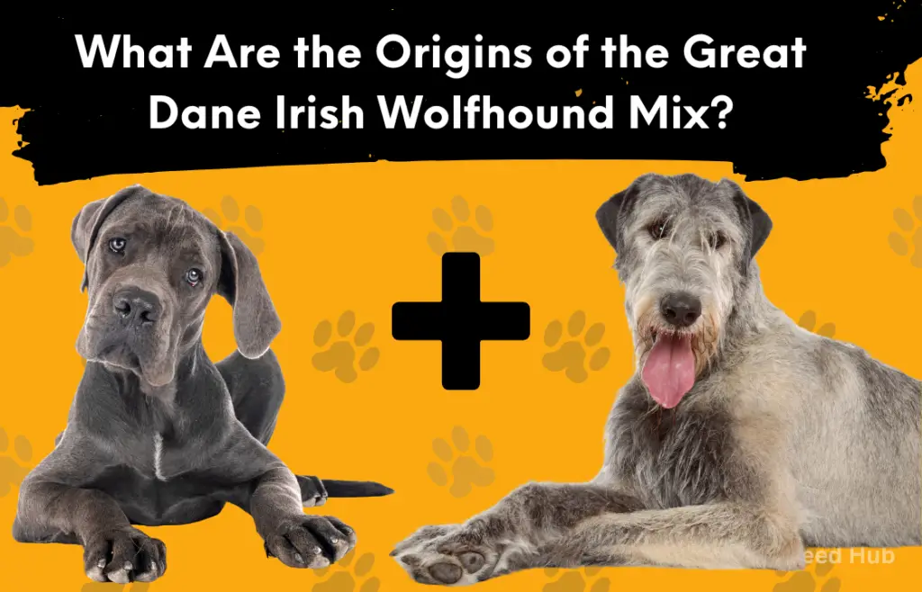 What Are the Origins of the Great Dane Irish Wolfhound Mix?