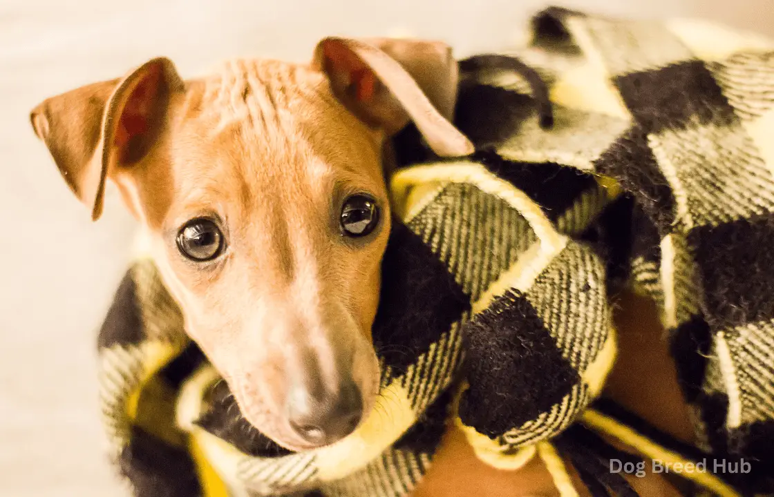 Italian Greyhound Adoption Tips for First-Time Owners