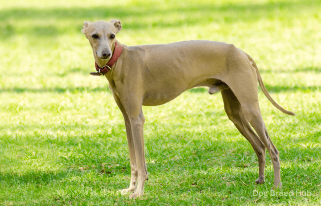 Understanding Italian Greyhounds