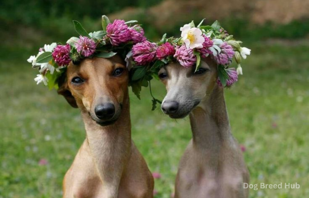 Is an Italian Greyhound Right for You?