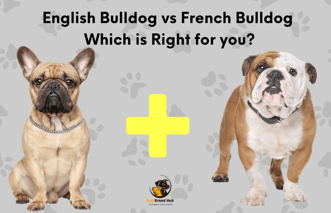 English Bulldog vs French Bulldog Which Is Right for You