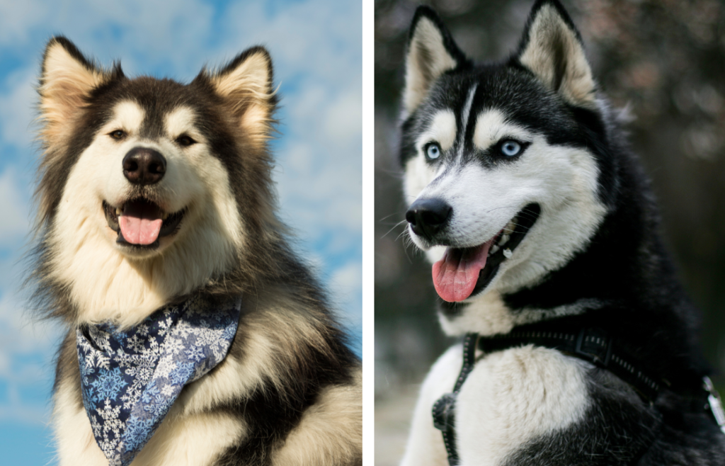 Grooming Needs of Alaskan Malamute vs Siberian husky