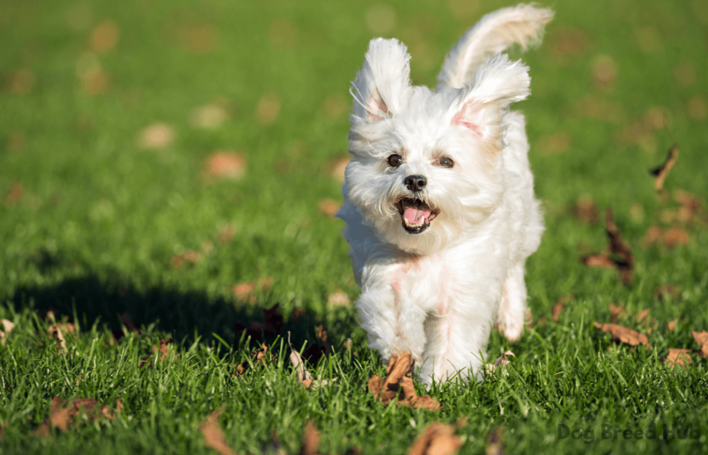 Maltese dog breed