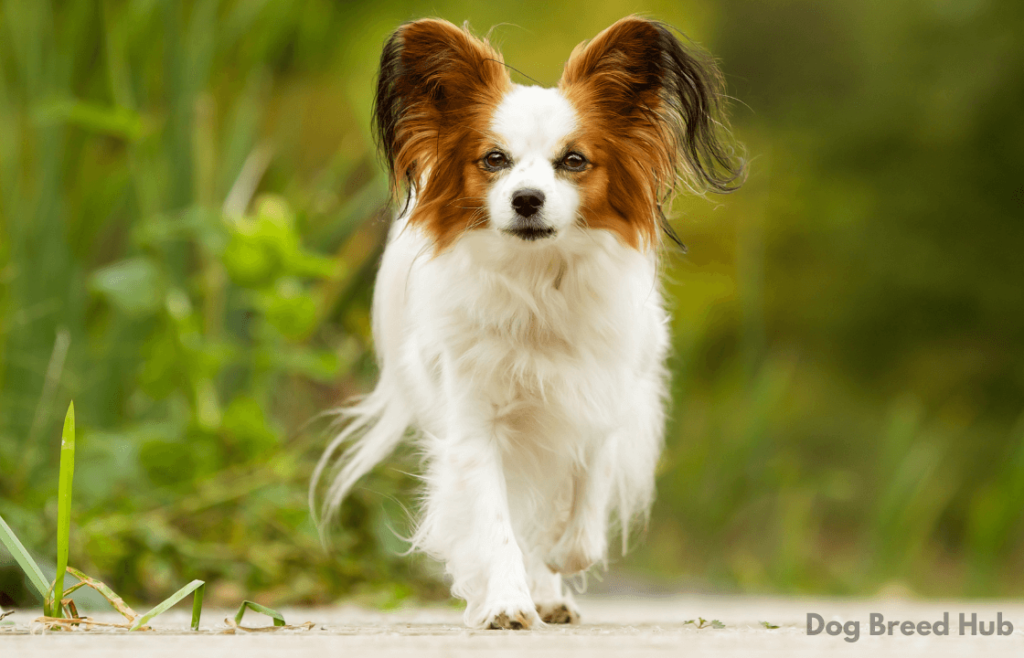 Papillon dog breed