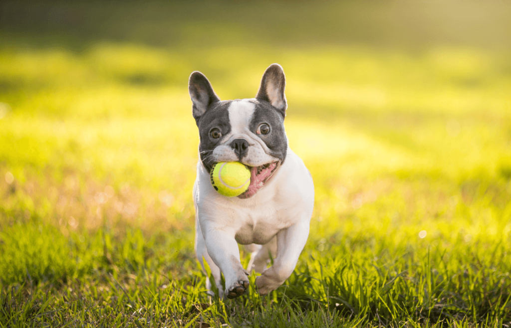 French Bulldog breed