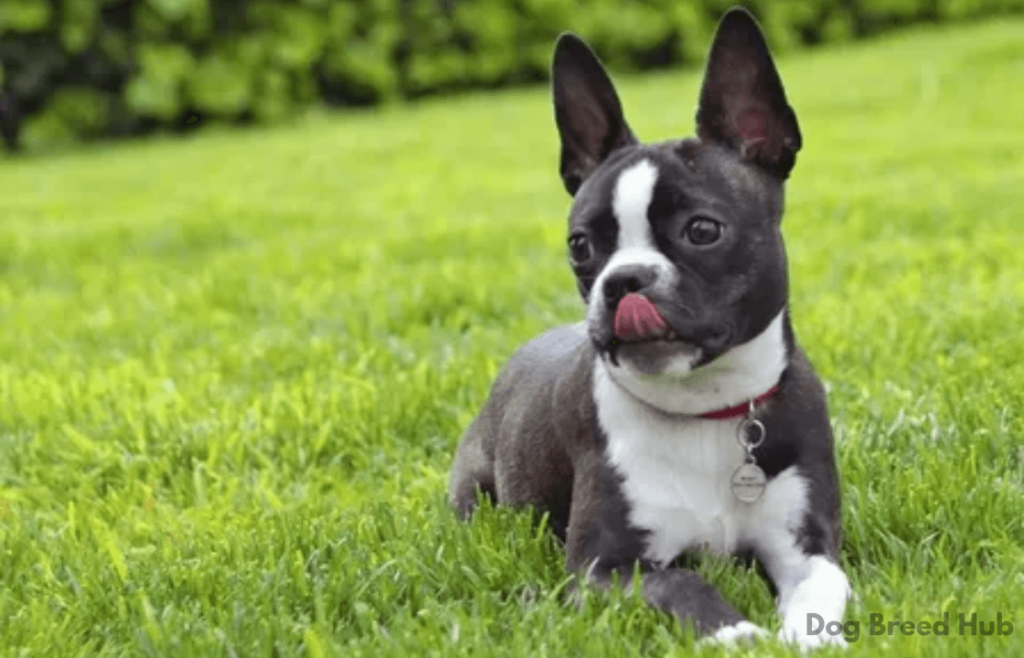 Boston Terrier dog breed