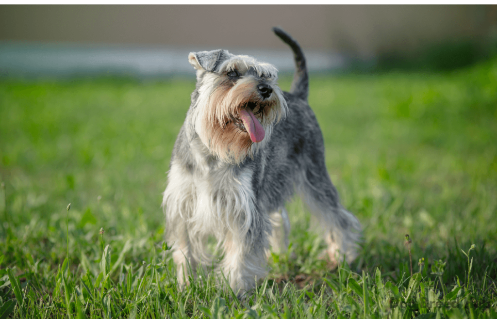 Miniature Schnauzer dog breed