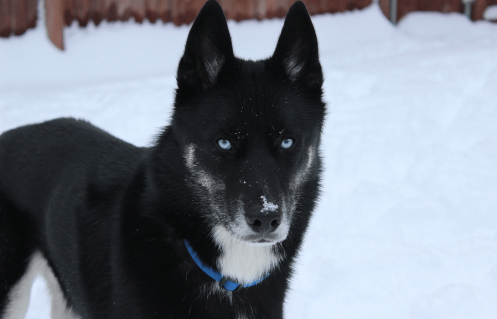 History and Origins of black Siberian husky 