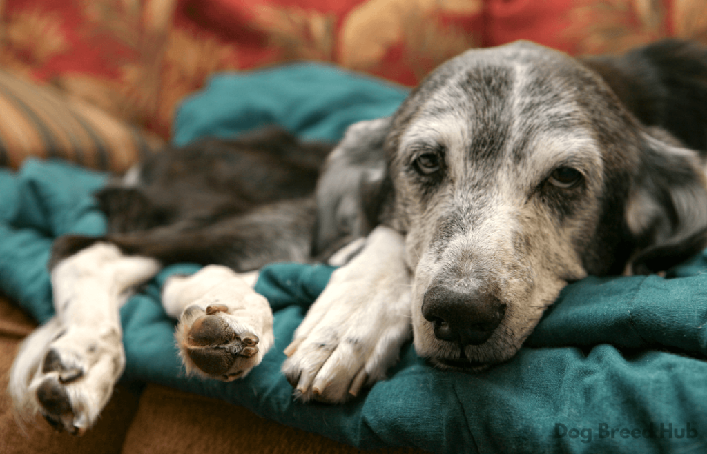 Older dog resting on a blanket, showcasing its serenity.