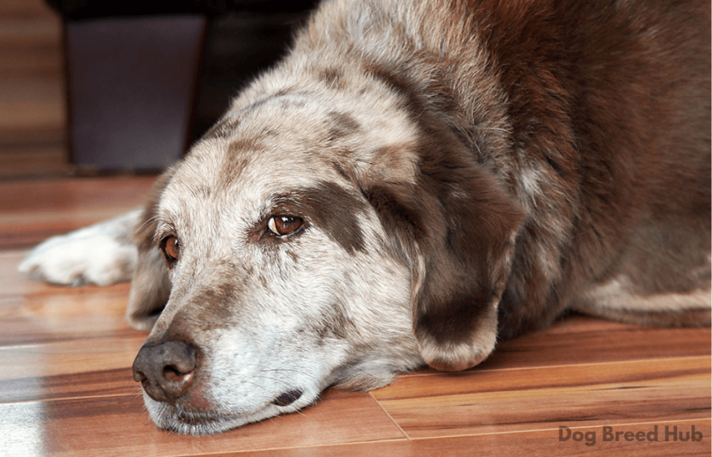 Health Implications for Aging Breeding Dogs