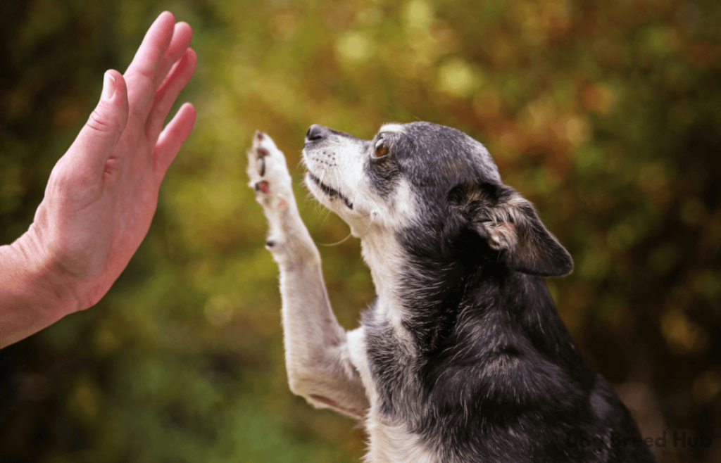 The Emotional Impact on Breeders and Dogs