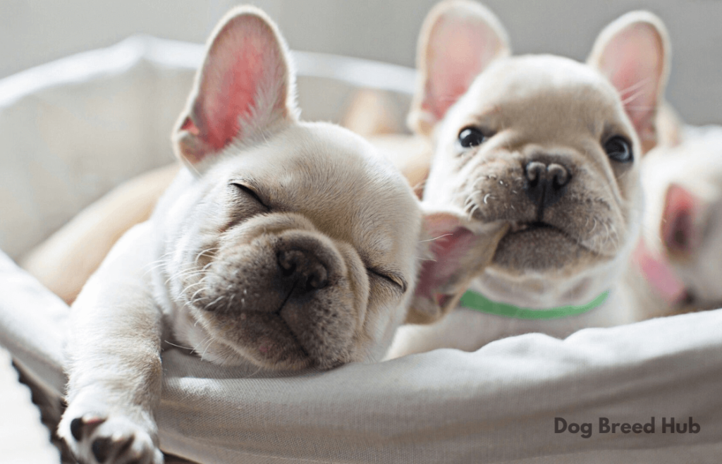 What is the Historical Background of French Bulldog Puppies?