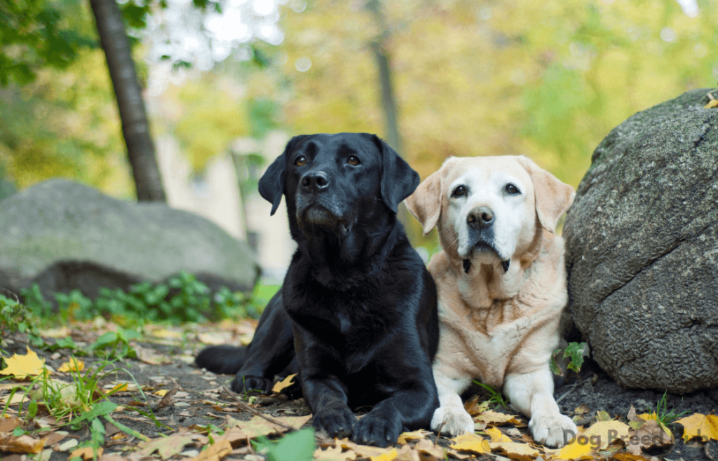 Why Choose a Labrador Retriever