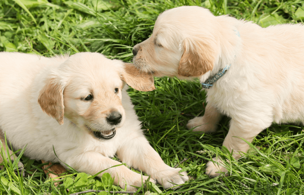 Caring for Your Adopted Labrador Retriever