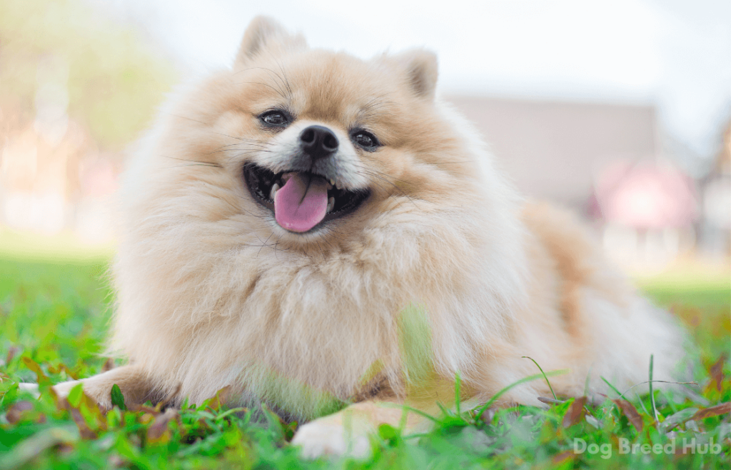 Common Reasons for Inward Hair Growth in Pomeranians