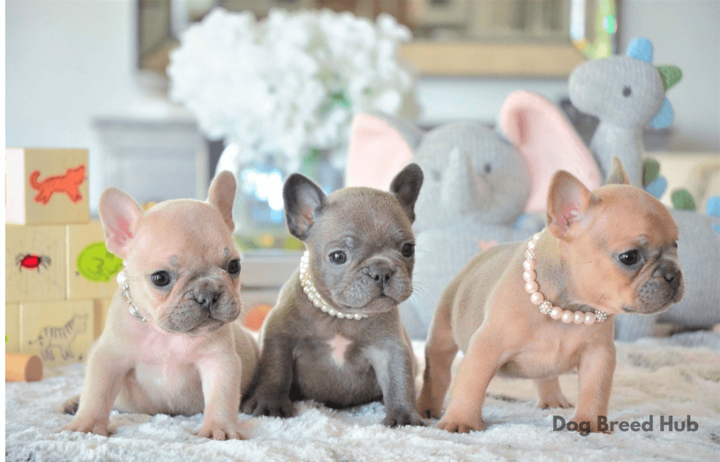 Why Are French Bulldogs Ideal for Families?