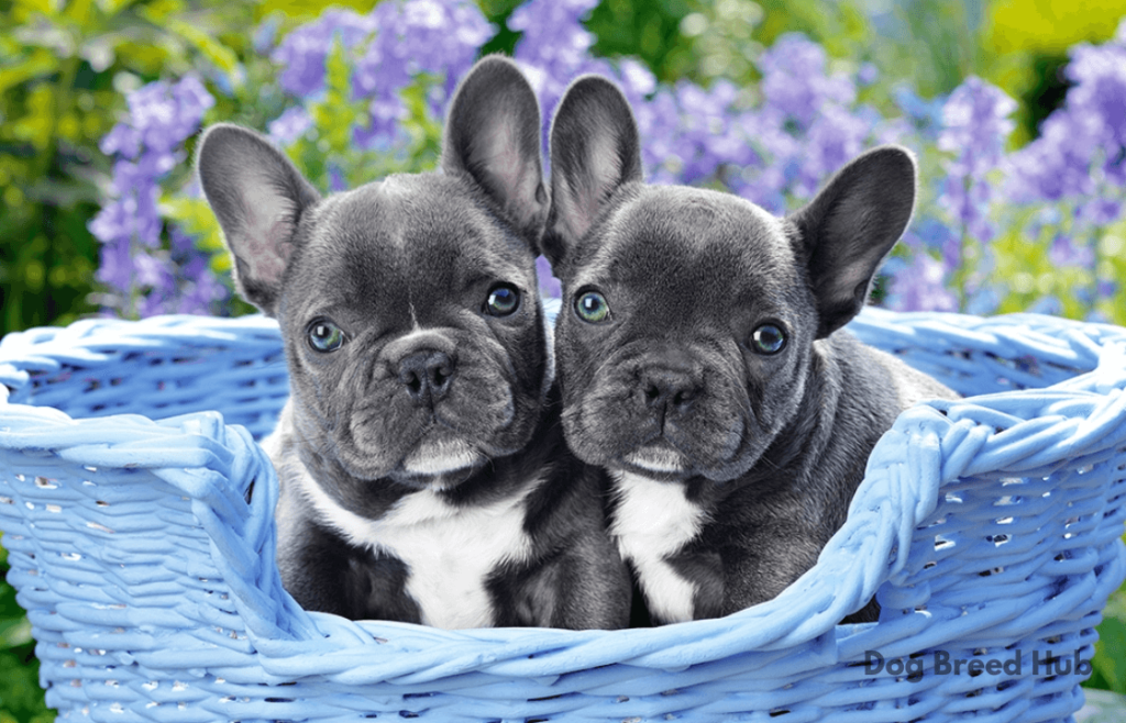 How to Groom and Maintain French Bulldog Puppies?