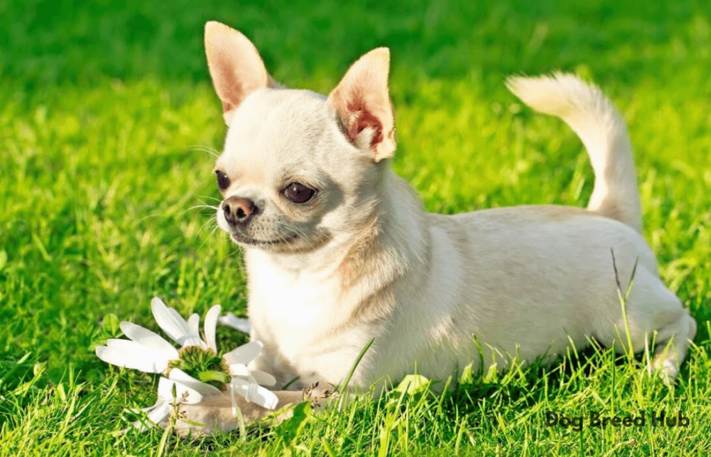 Chihuahuas dog breed