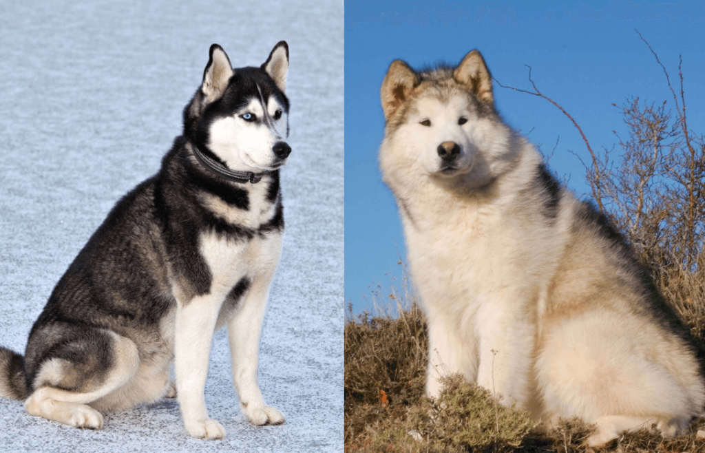 Physical Differences: Size, Coat, and Color