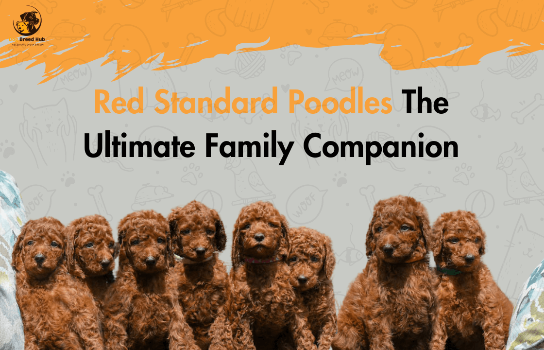 Red Standard Poodles The Ultimate Family Companion