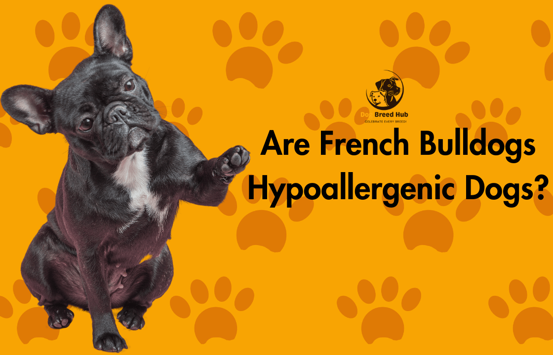 Are French Bulldogs Hypoallergenic Dogs?