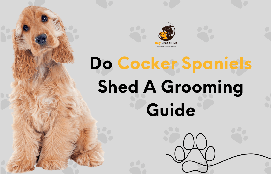 Do Cocker Spaniels Shed A Grooming Guide