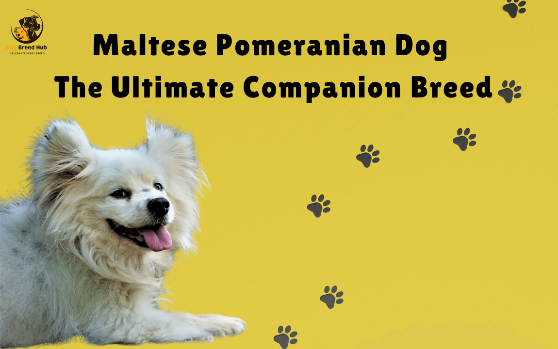 Maltese Pomeranian Dog The Ultimate Companion Breed