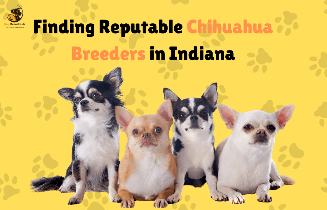 Finding Reputable Chihuahua Breeders in Indiana