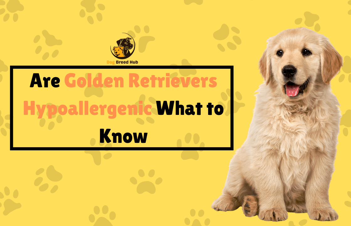 Are Golden Retrievers Hypoallergenic What to Know