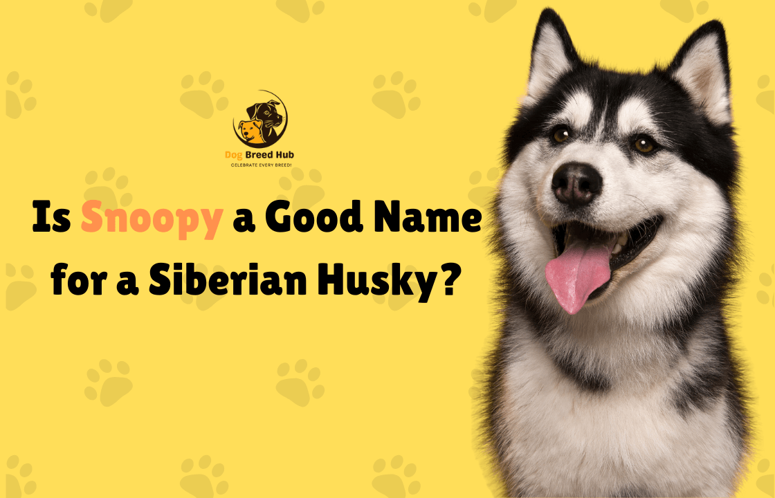 Is Snoopy a Good Name for a Siberian Husky?