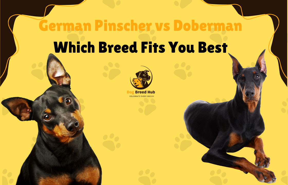 German Pinscher vs Doberman Which Breed Fits You Best