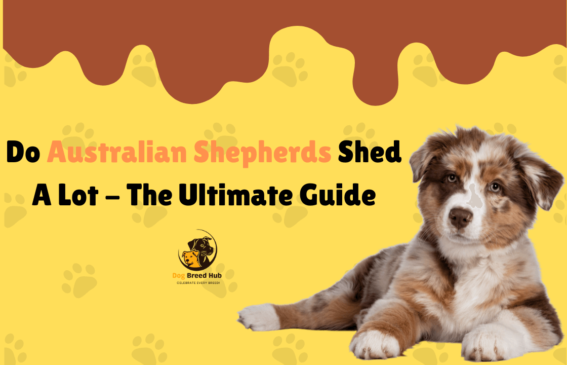 Do Australian Shepherds Shed A Lot – The Ultimate Guide