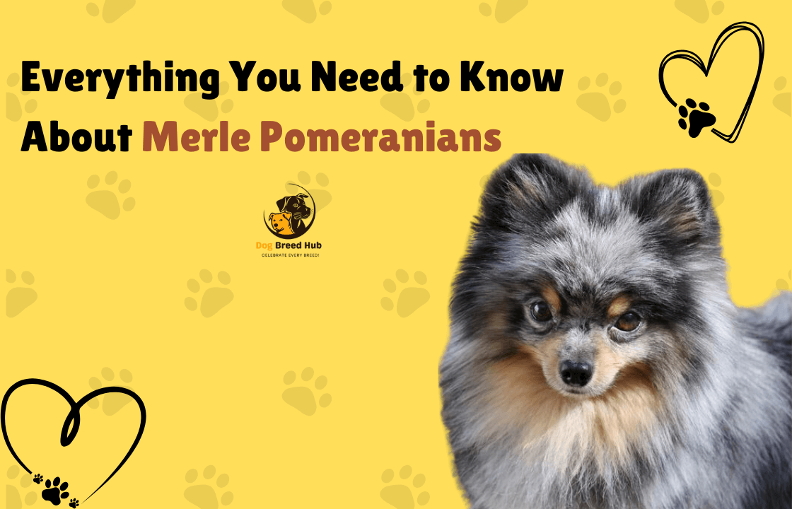 Everything You Need to Know About Merle Pomeranians