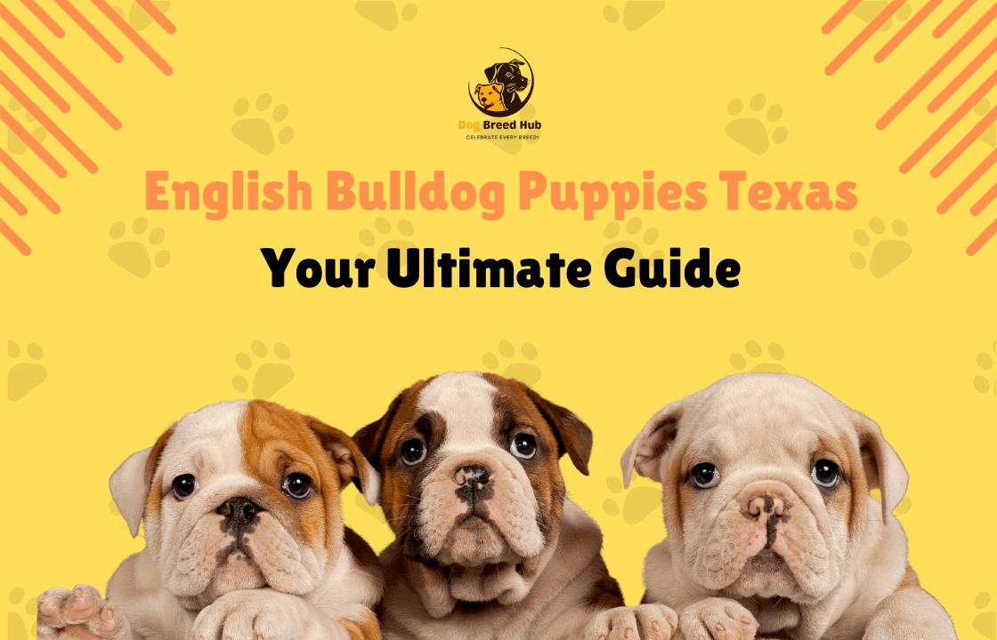 English Bulldog Puppies Texas Your Ultimate Guide