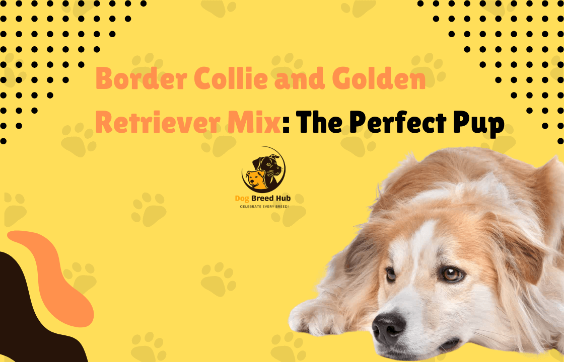 Border Collie and Golden Retriever Mix: The Perfect Pup